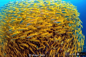 Ball of Yellow Snappers by Alex Suh 